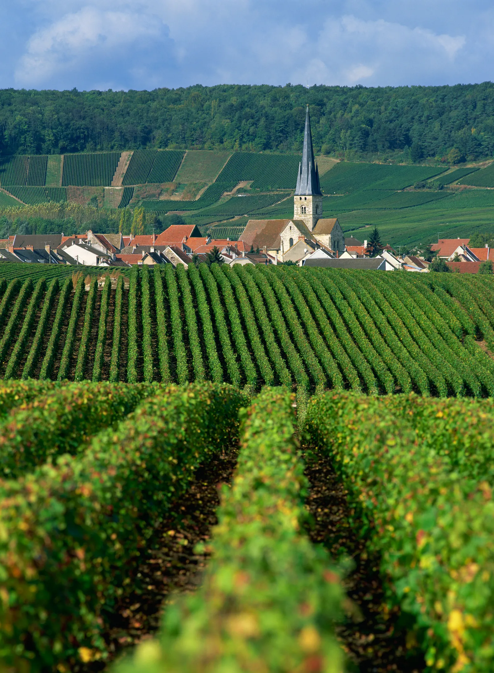 Champagne Tour: Secrets of Sparkling Grandeur (12h)