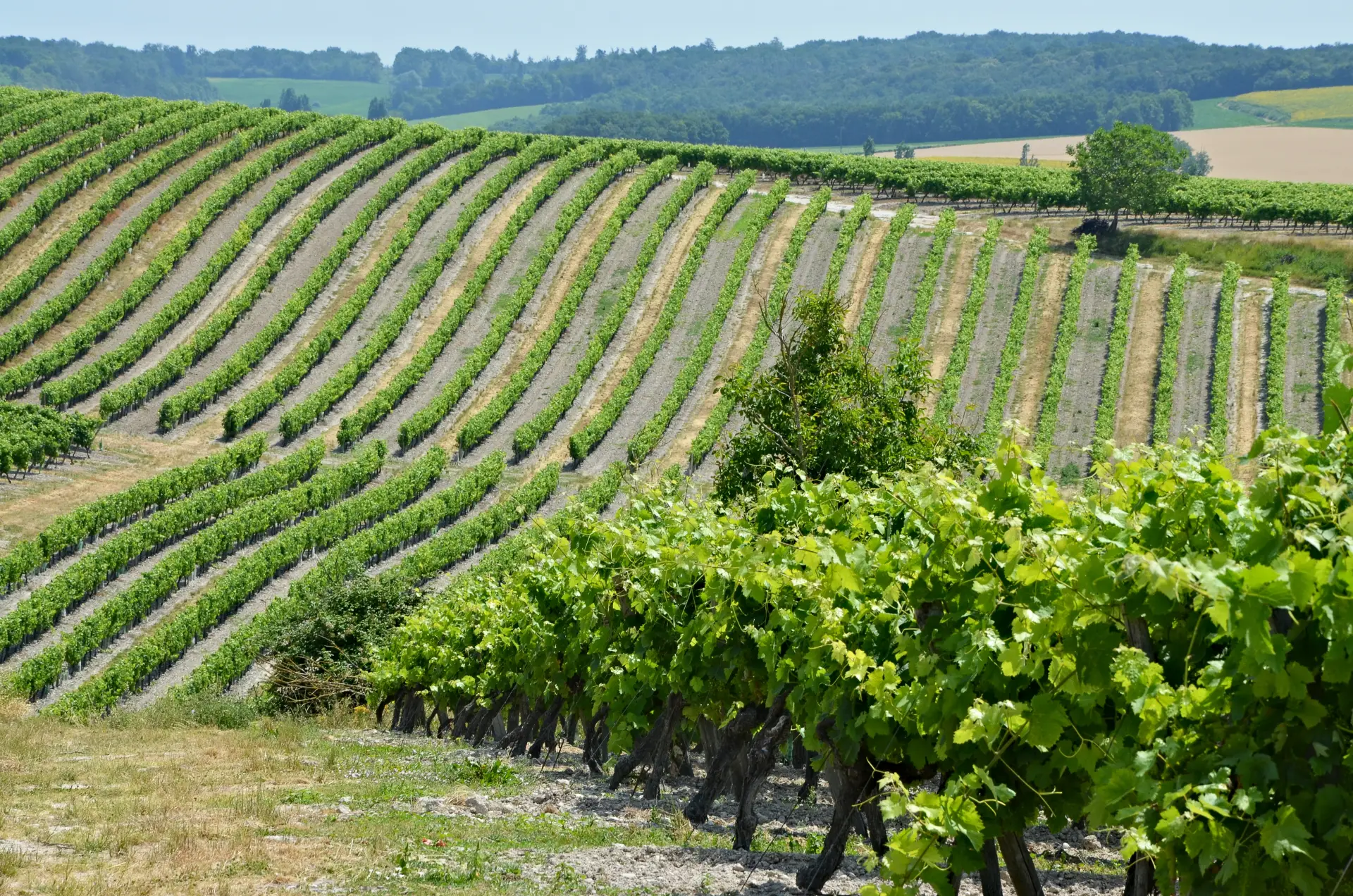 Champagne Tour: Secrets of Sparkling Grandeur (12h)