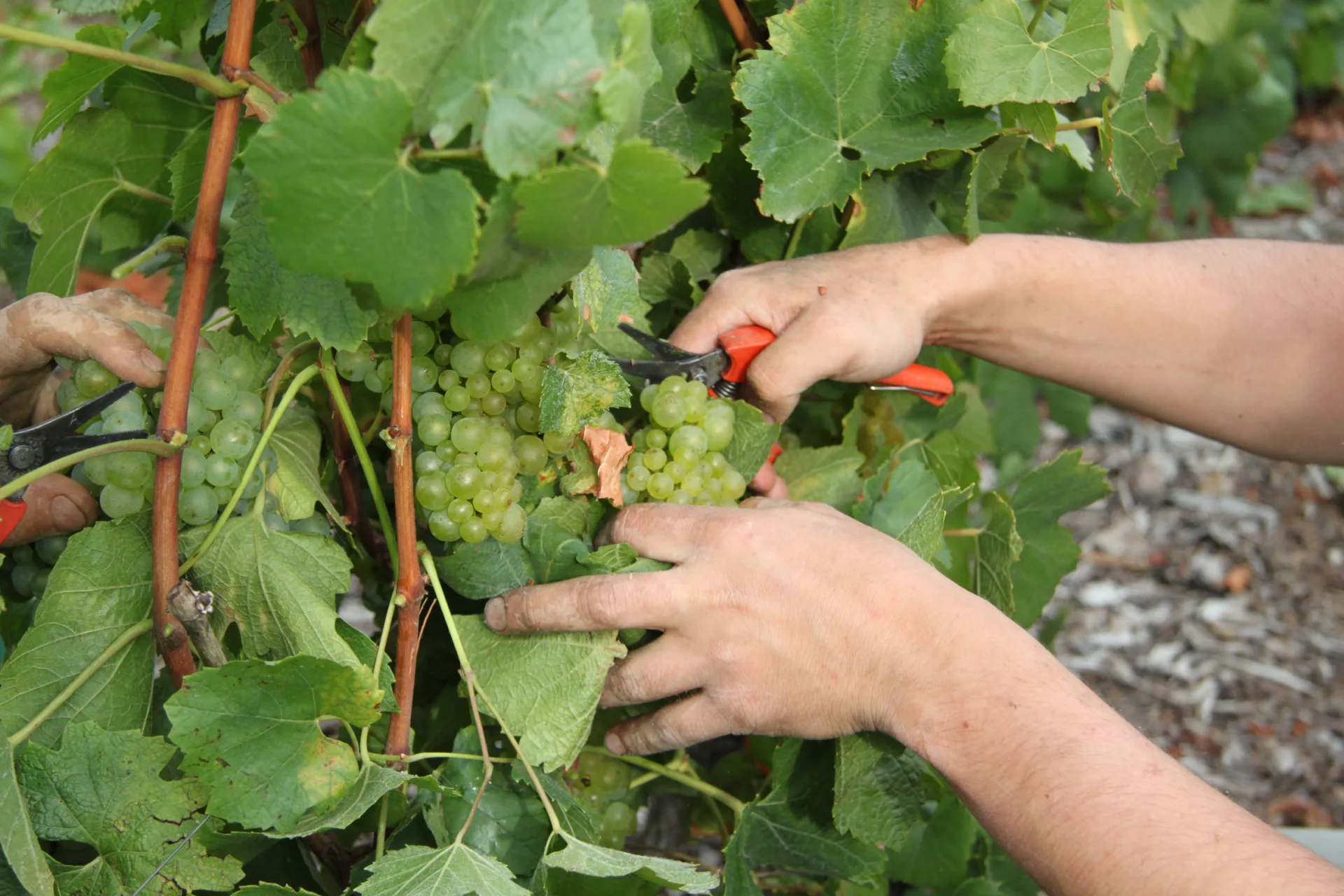 Champagne Tour: Secrets of Sparkling Grandeur (12h)