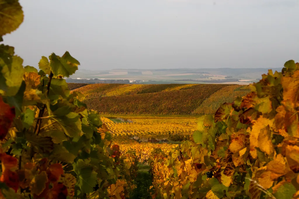Champagne Tour: Secrets of Sparkling Grandeur (12h)
