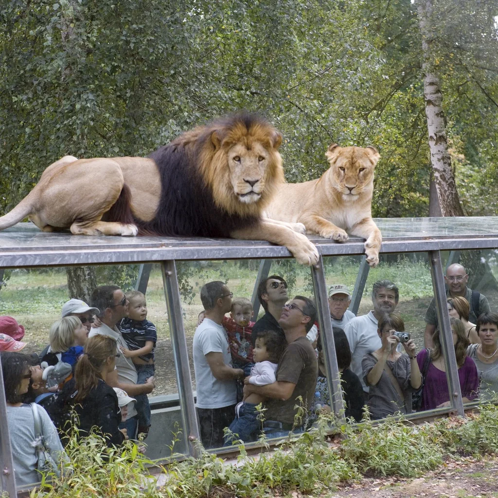 Thoiry Safari Park: An Encounter with Wildlife and the Secrets of an Ancient Castle (5h)