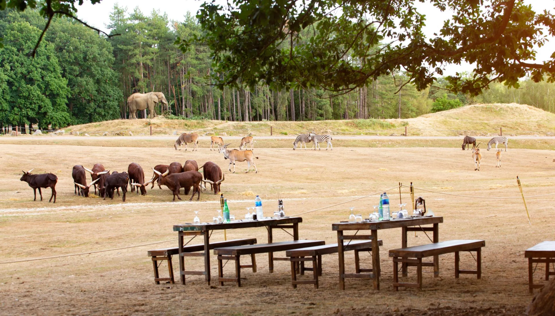 Thoiry Safari Park: An Encounter with Wildlife and the Secrets of an Ancient Castle (5h)
