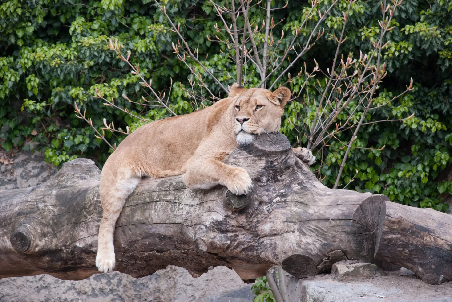 Thoiry Safari Park: An Encounter with Wildlife and the Secrets of an Ancient Castle (5h)