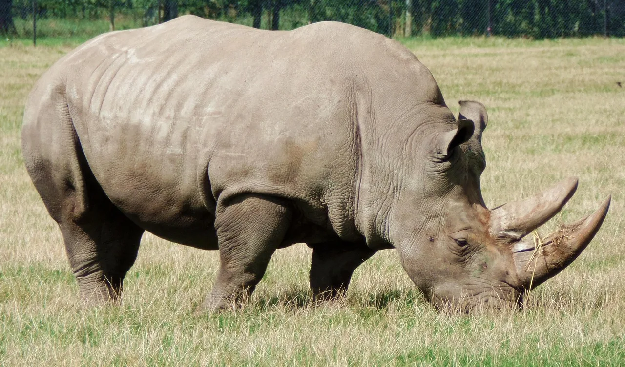 Thoiry Safari Park: An Encounter with Wildlife and the Secrets of an Ancient Castle (5h)