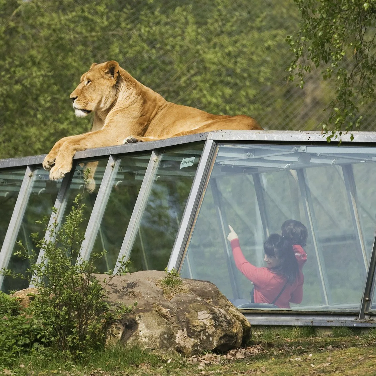 Thoiry Safari Park: An Encounter with Wildlife and the Secrets of an Ancient Castle (5h)