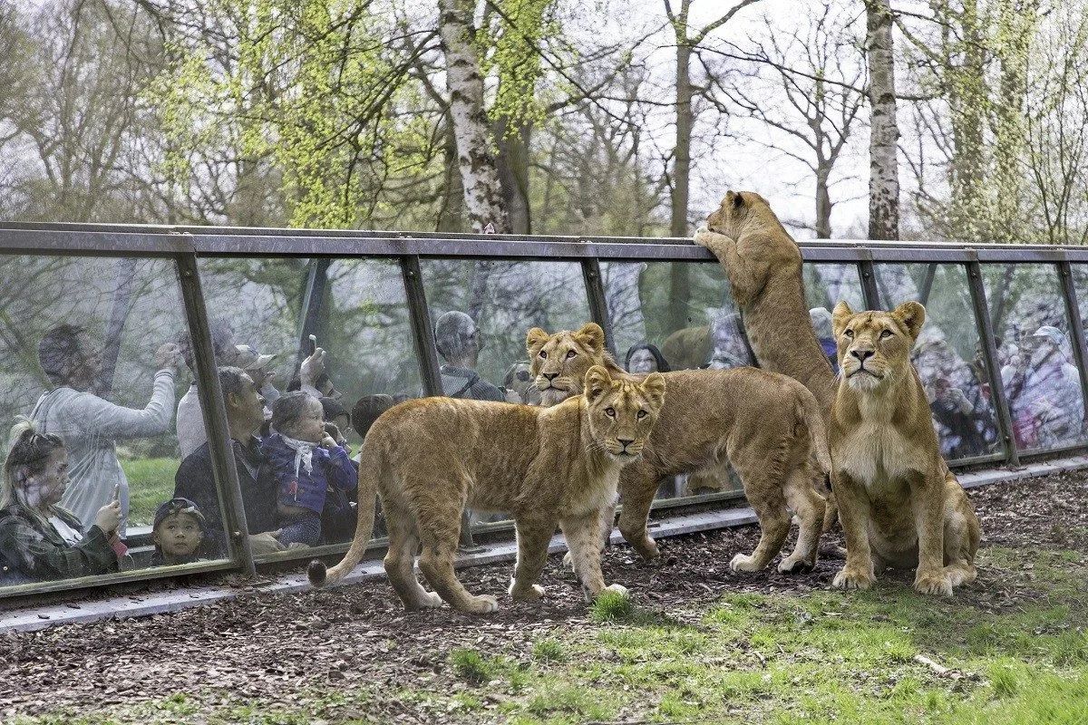Thoiry Safari Park: An Encounter with Wildlife and the Secrets of an Ancient Castle (5h)