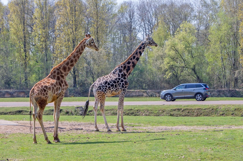 Thoiry Safari Park: An Encounter with Wildlife and the Secrets of an Ancient Castle (5h)