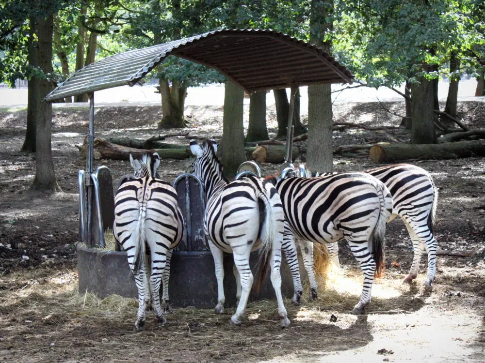 Thoiry Safari Park: An Encounter with Wildlife and the Secrets of an Ancient Castle (5h)