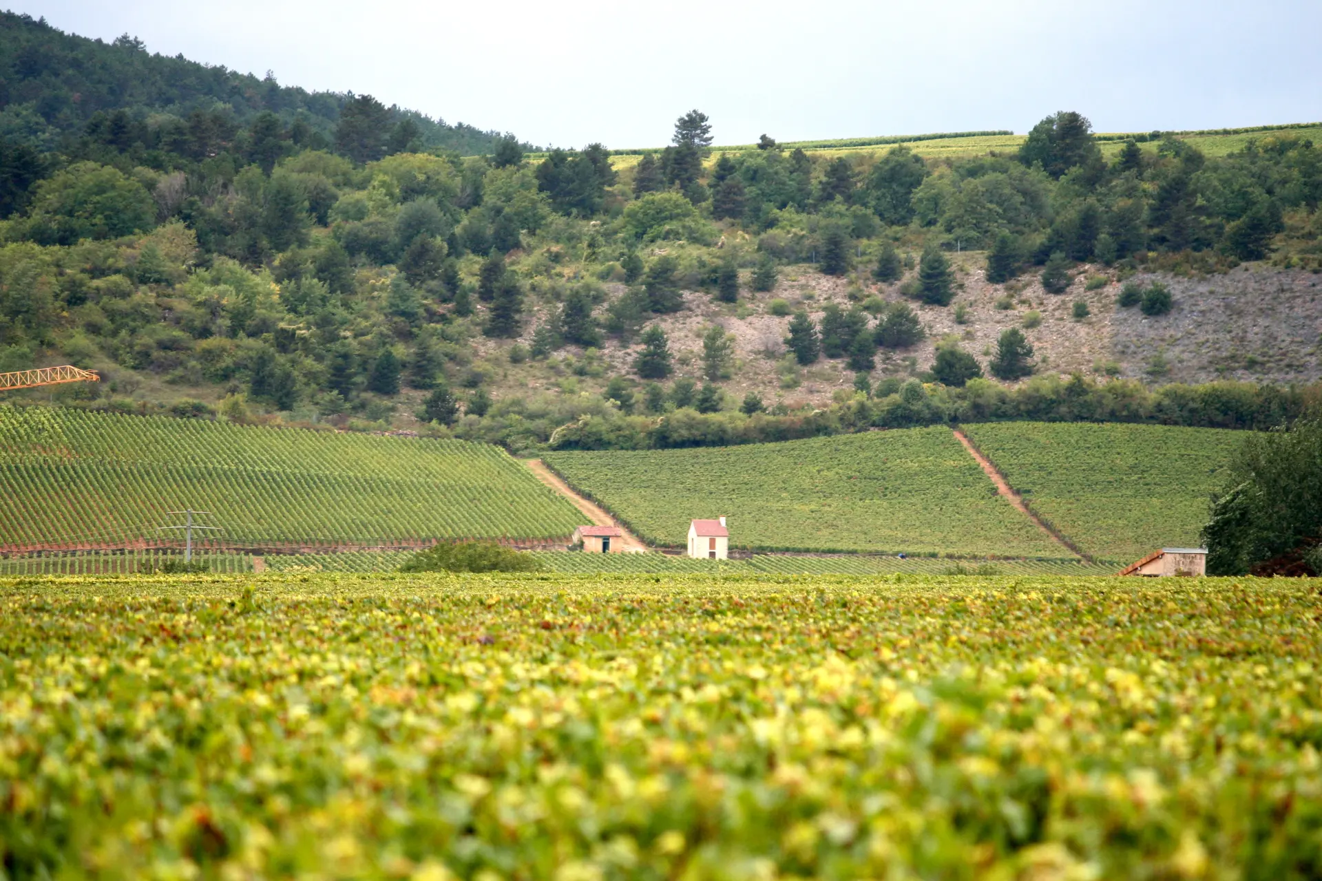 Two-Day Trip to Burgundy and Champagne: A Taste of France